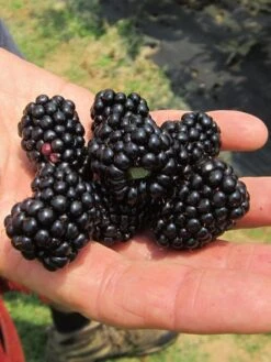 Blackberry, Natchez 5 Blackberry, Natchez -Plant Seed Store prod22554 main 1