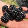 Blackberry, Natchez