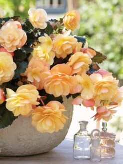 Begonia, Fragrant Falls Peach