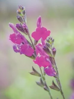 Alternative view of Salvia, Arctic Blaze Purple