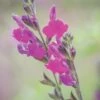 Salvia, Arctic Blaze Purple -Plant Seed Store prod500082 main