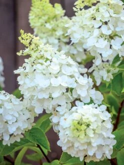 Alternative view of Hydrangea, Moonrock