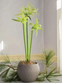 Alternative view of Cybister Amaryllis, Evergreen