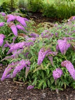Alternative view of Buddleia, Violet Cascade