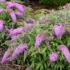 Buddleia, Violet Cascade 1 Buddleia, Violet Cascade -Plant Seed Store prod600056 main
