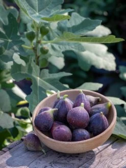 Fig, Fignomenal