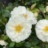 Rose, Oso Easy Ice Bay -Plant Seed Store prod600172 main