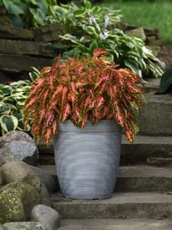 Alternative view of Coleus, Coral Candy
